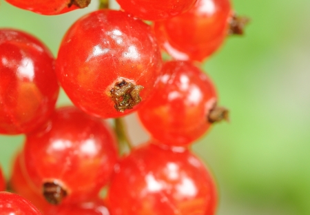 Macro shot of fresh red currant bunch の写真素材