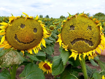 Funny shot of sad and happy sunflowers.の写真素材