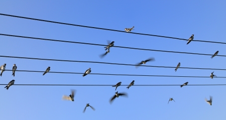 Group of swallows sitting on the power line with blue sky behind 
