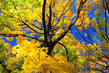 View to the tree crown during autumn season の写真素材
