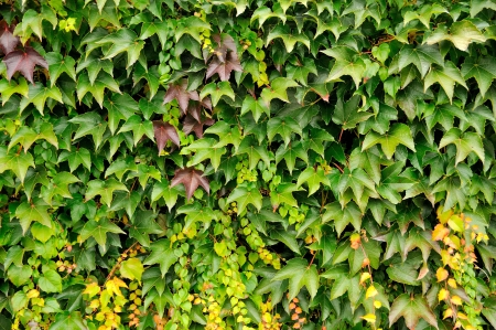 Closeup background image of green live fence creeper の写真素材