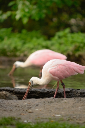 Two birds  Roseate Spoonbill  during their feeding の写真素材