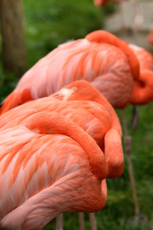 Three resting pink Flamingos near the lake の写真素材