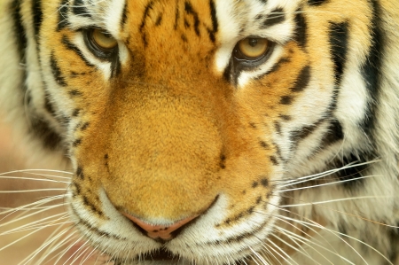 Closeup head portrait of Siberian Tigerの写真素材
