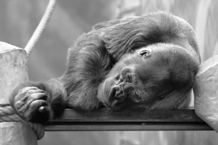 Black and white shot of resting Gorilla in ZOO の写真素材