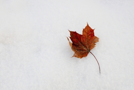 Closeup shot of brown red leaf fallen on the snow の写真素材