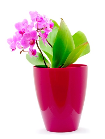 Macro shot of pink Orchid  Phalaenopsis  on the white background の写真素材