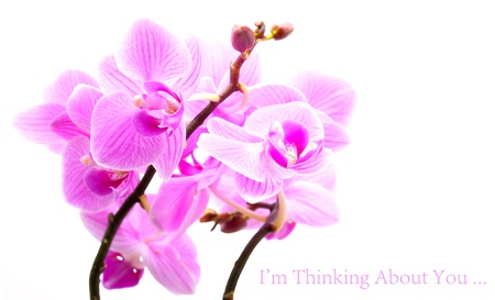 Pink orchid with small sample text on the white background の写真素材