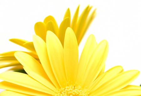 Abstract shot of bloom two yellow Gerberas with a white background の写真素材