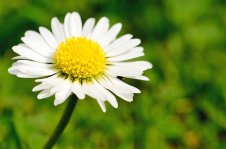 Macro shot of beautiful white daisy in grass の写真素材