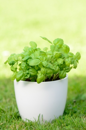 Fresh basil in the white flowerpot placed to the grass の写真素材
