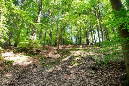 Bottom view to the deep forest with sun lighting.の写真素材