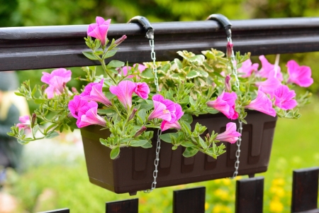 Pink Petunia Hybrida flower in the flowerpot の写真素材