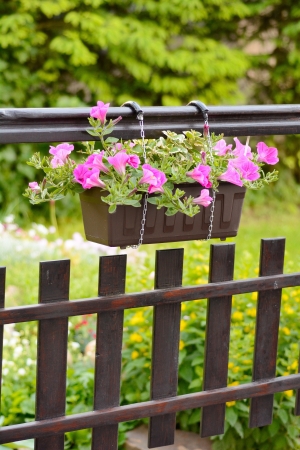 Pink Petunia Hybrida flower in the flowerpot の写真素材