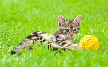 Small kitten is playing with ball in the garden の写真素材