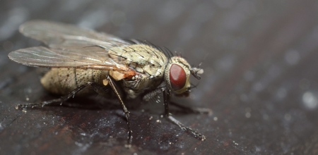 Macro shot of ugly fly with dark background.の写真素材