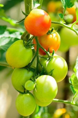 Bunch with unripe green tomatoes in the garden の写真素材