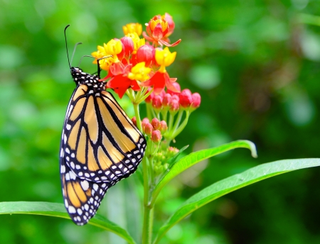The Monarch butterfly  Danaus plexippus  feeding the nectar from the green flower の写真素材