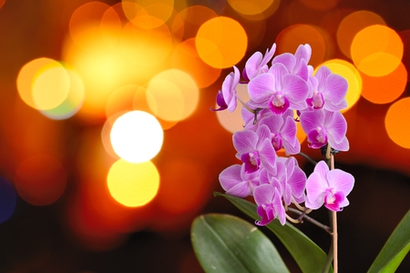 Closeup of the pink Orchid with from the blurred orange lights の写真素材