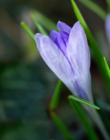 Beautiful Crocus flower at the spring time in the garden の写真素材