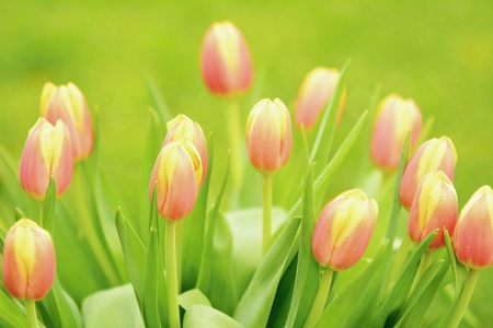 Closeup of the bunch of tulips with green background の写真素材