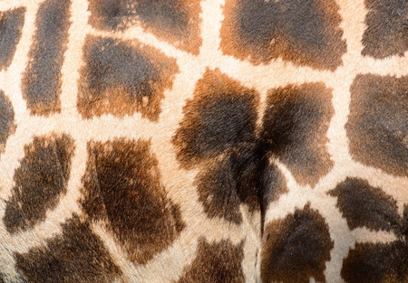 Giraffe brown skin pattern background closeup shot の写真素材