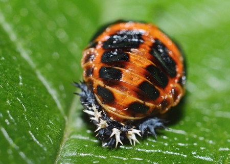Extreme macro ladybug pupa on the green leaf の写真素材