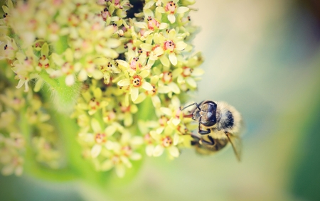 Macro of honey bee pollinating the flower の写真素材
