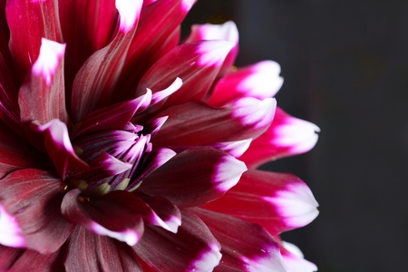 Low key shot with dark purple Dahlia flower on a black background の写真素材