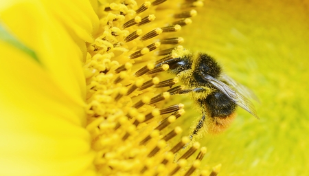 Honey Bee on sunflower collecting pollen の写真素材