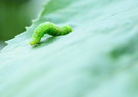 Small green caterpillar on the leaf  Macro shot の写真素材