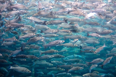 Small floating fishes in the big aquarium.の写真素材