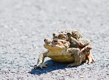 Closeup shot of two mating ugly frogs.の写真素材