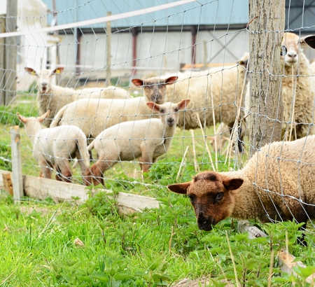 A flock of white sheep grazing behind a fence on a farm.の写真素材