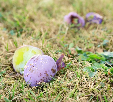 Fallen rotten plum on the ground in the garden.の写真素材