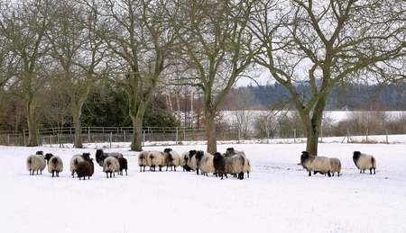 Sheep graze in a snowy garden in winter.の写真素材