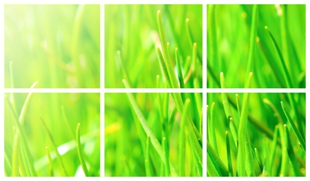 Abstract collage with fresh green spring grass.A collection with fresh grass.の写真素材