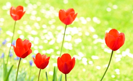 Red tulips in garden on green grass background. Red tulips. Tulip in garden. Tulips in grass.の写真素材