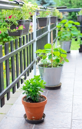 Beautiful decorative house terrace with green flowers and plants in pots. Plants are in hanging pots and also in pots on the ground.の写真素材