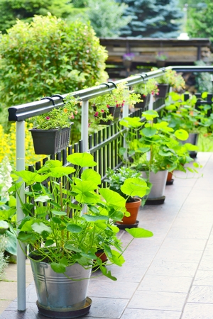 Beautiful decorative house terrace with green flowers and plants in pots. Plants are in hanging pots and also in pots on the ground.の写真素材