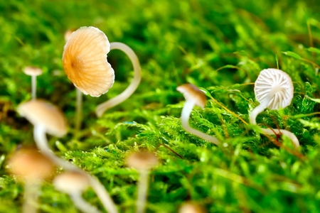 Macro shot of small miniature mushrooms in moss.の写真素材