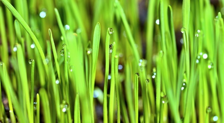 Extreme Macro of Growing Wet Wheat Grass with Raindrops on Stems.