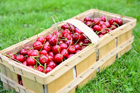 Basket full of fresh ripe harvested cherries.の写真素材