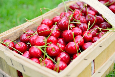 Basket full of fresh ripe harvested cherries.の写真素材