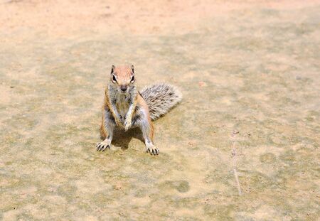 Closeup of cute small Atlantoxerus Getulus squirrel on beach of Fuerteventura.の写真素材