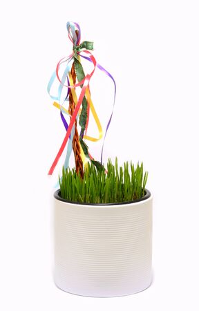 Fresh wheat grass growing in flowerpot with decorated whip with multicolor ribbons. Traditional...