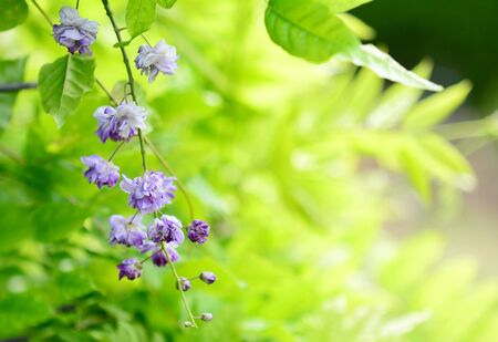 Closeup of wisteria sinensis plant over natural green background. Focused on flower on foreground with blurry background.の写真素材