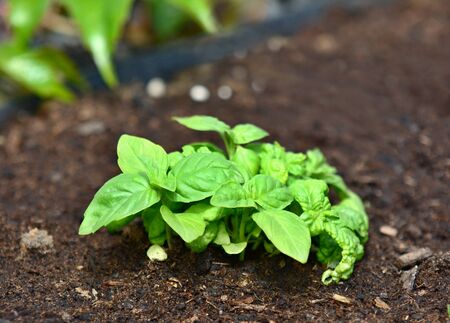Closeup of growing fresh basil plant in the ground.の写真素材