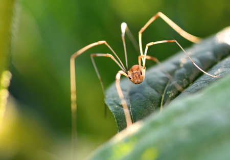 Long legs Opiliones spider on green leaf in front of natural green background, macro extreme...