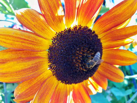 Closeup of sunflower flower head with honey bee.の写真素材